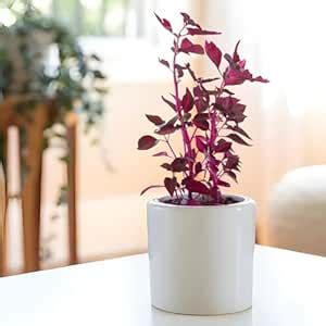 Amulya FARMS & NURSERY Air Purifying Blood Leaf Plant with Black Pot ...