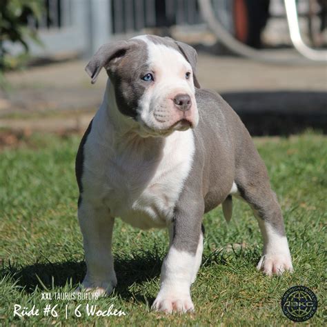 Xxl American Bully Puppies American XL Bully Fans Have Turned To This