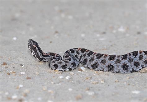 Discover The 3 Types Of Rattlesnakes In Georgia - Pets Tutorial