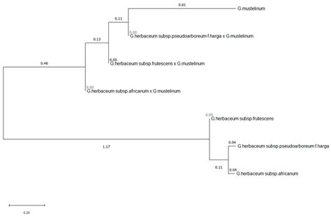 Genomic and Cytogenetic Analysis of Synthetic Polyploids between ...
