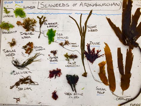 What Decomposers Eat Seaweed at Christopher Etheridge blog