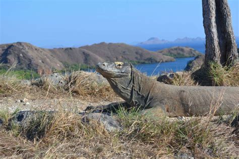 Komodo and Rinca Islands, Indonesia - TimesTravel