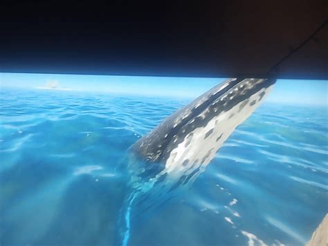 Image result for Stranded Deep Base Building