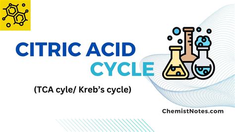 Citric acid cycle(TCA cycle): 8 steps, reactions, energetics, easy ...
