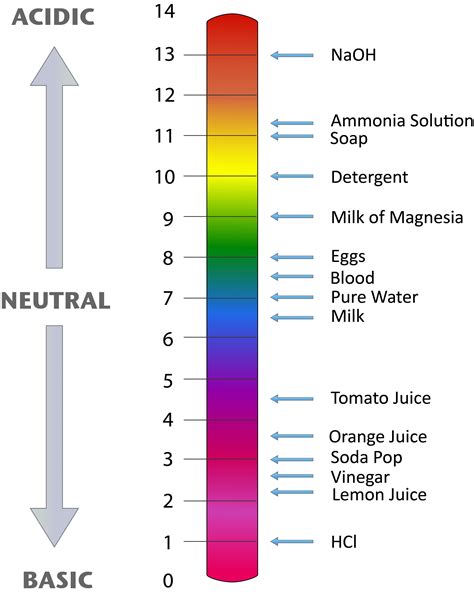 Acids Bases And The Ph Scale Worksheet - Free Worksheets Printable