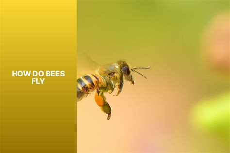 How Do Bees Fly?