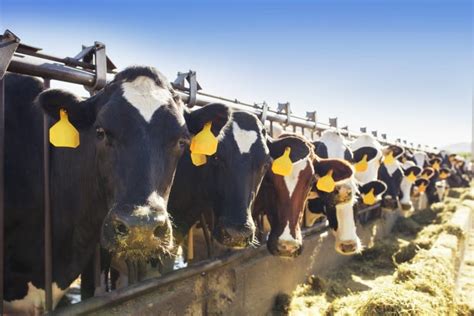 COP28: Global dairy giants vow to publicly disclose and tackle dairy ...