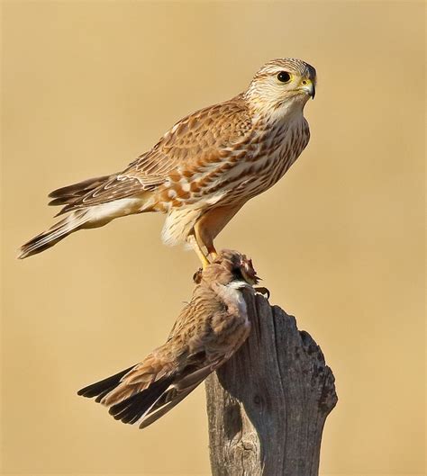 Merlin (Prairie) - eBird