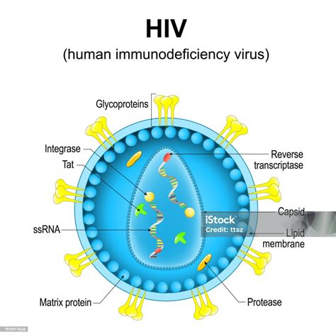 Human Immunodeficiency Virus Closeup Of A Hiv Virion Structure Stock Illustration - Download ...