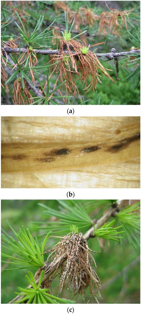 Synthesis and New Observations on Needle Pathogens of Larch in Northern ...