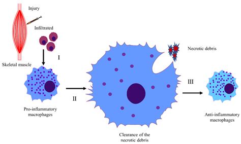 Skeletal Muscle Regeneration in Cardiotoxin-Induced Muscle Injury Models