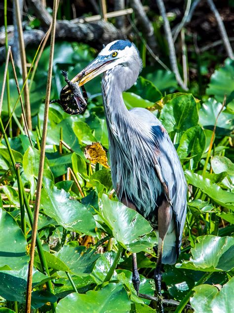Great Blue Heron Baby