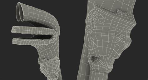 3D Human Respiratory System Anatomical Model | 3D Molier International