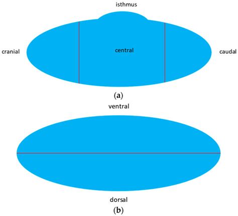 Introducing a Pole Concept for Nodule Growth in the Thyroid Gland ...