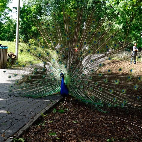 Kinderboerderij de Kraal (Rotterdam) - 2022 What to Know Before You Go ...