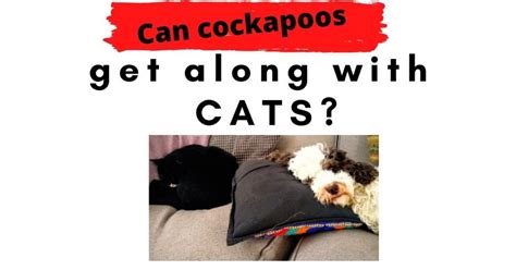 Cockapoo Barking Sound 的图像结果