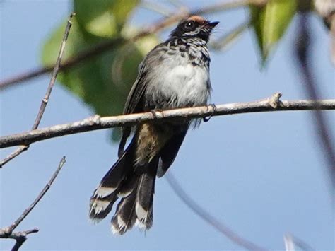 Santa Cruz Fantail - eBird