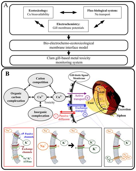 Sodium Gill Potential as a Tool to Monitor Valve Closure Behavior in ...