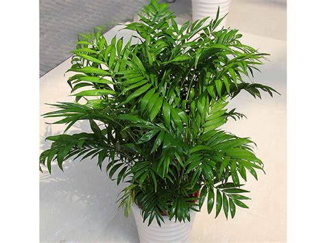 袖珍椰子图片大全袖珍椰子图片大全大图2022已更新今日推荐