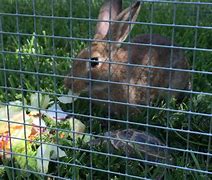 Image result for Cute Turtle and Bunny