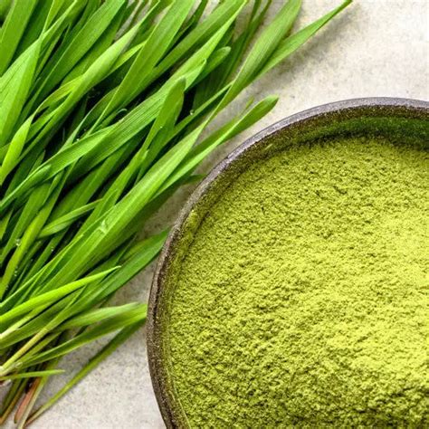 Wheatgrass Powder - Triticum aestivum- Bulk Supplier@TheWholesalerCo ...