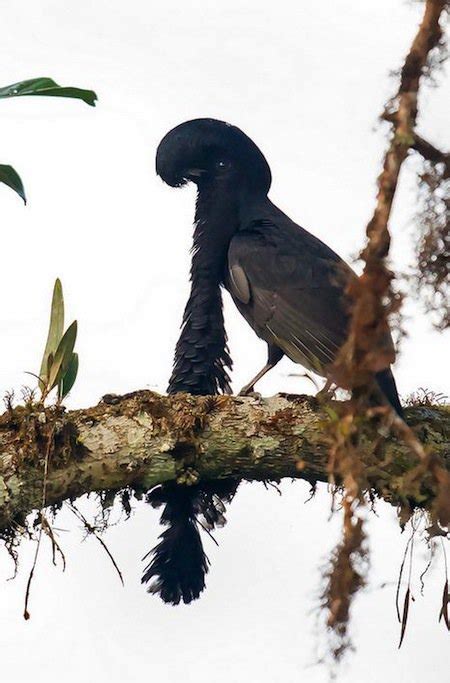 Image result for Alien Like Creatures