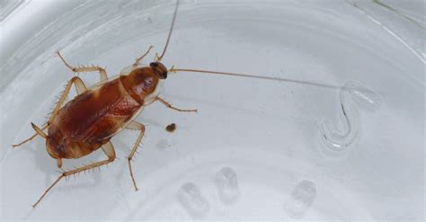 Brown Banded Cockroaches | Pest Control of Bed Bugs, Fleas and Cockroaches.