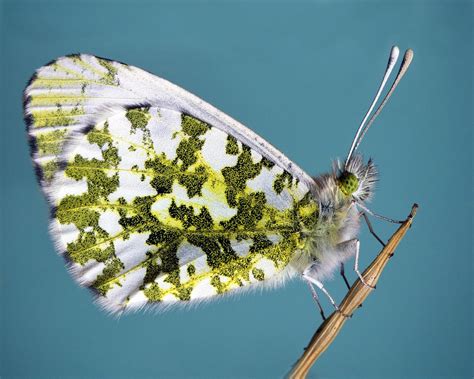Butterfly Antenna Facts at Brittany Wertz blog