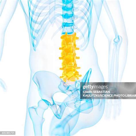 Lower Back 的图像结果