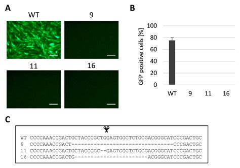 Genetic Resistance to Avian Leukosis Viruses Induced by CRISPR/Cas9 ...