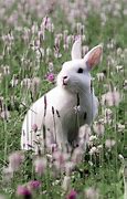 Image result for Bunny in Field of Flowers