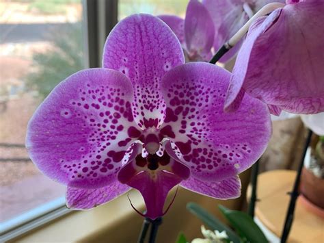 Demystifying Orchids, Apache Junction Public Library, 20 March 2023 ...