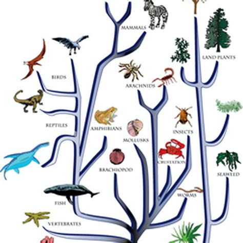 Image result for Continuing Evolution