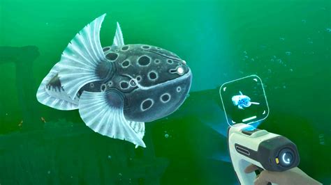Image result for Turtle Python Thing