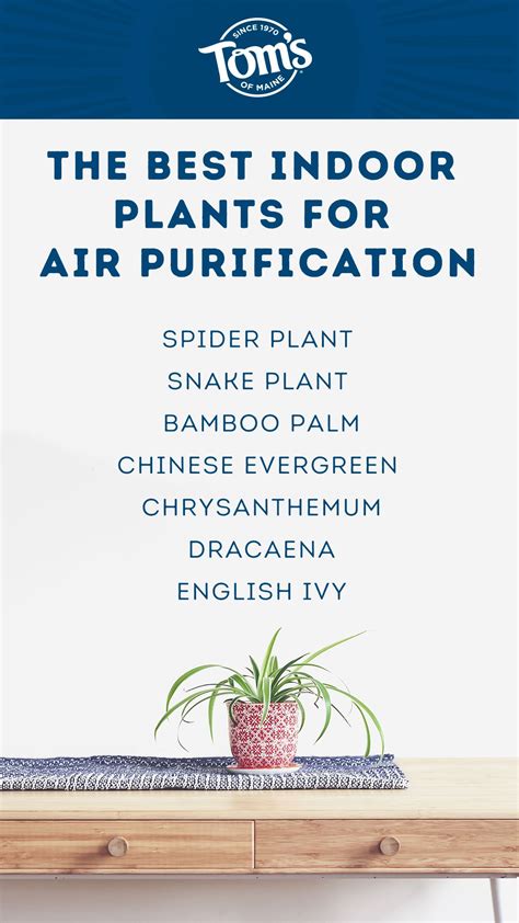 The best indoor plants for air purification – Artofit
