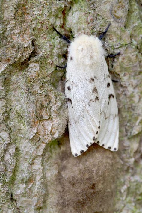 Image result for Gypsy Moth