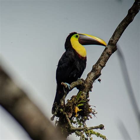 MARCELO ARIAS BIRDING GUIDE (2025) All You Need to Know BEFORE You Go ...