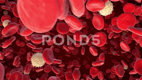 Image result for Lymphocytes Microscopic View