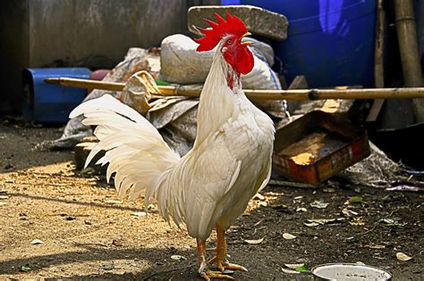 When Do Roosters Start Crowing? - Daily Chickens