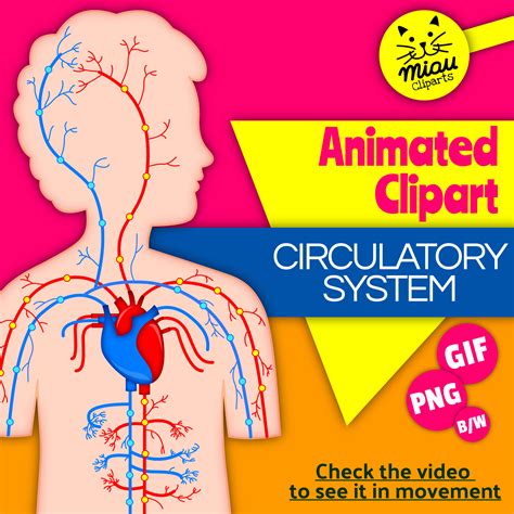 Image result for Circulatory System Animation