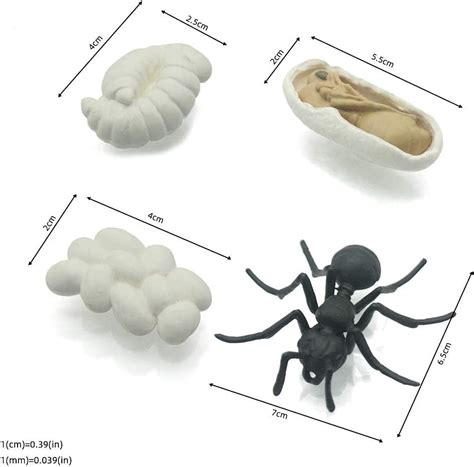 Buy MEROCO Life Cycle of a Chicken and Ant Montessori 3 Part Animal ...