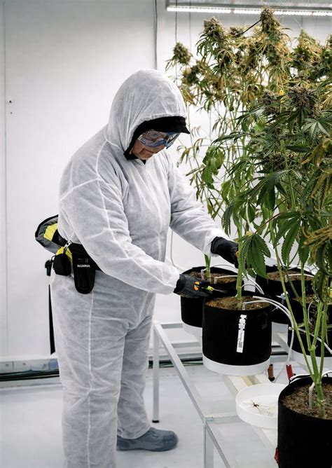 Cannabis Social Club: Arbeitsschutz & GACP Pflichten