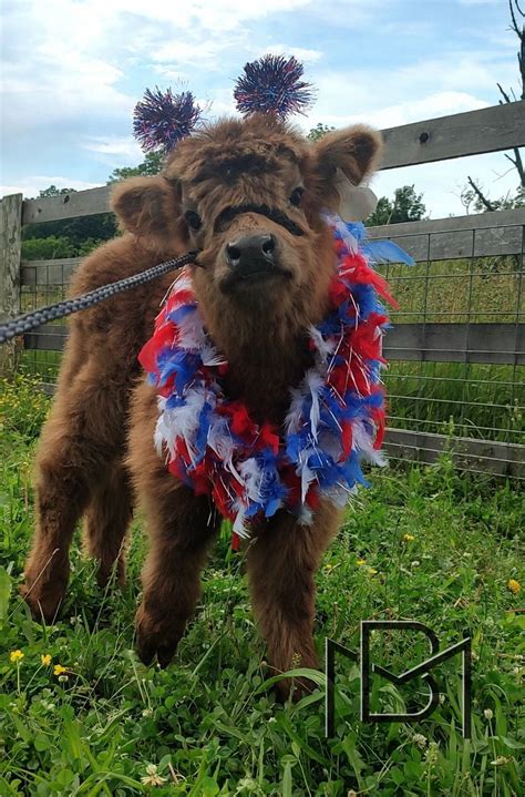 Mini Moos in Red, White & Blue-Circus Fun in Rising Sun, IN , Main ...