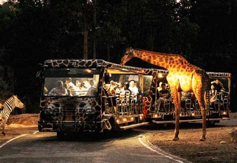 Families seated at the Night Safari Singapore amphitheatre watching the Creatures of the Night animal presentation