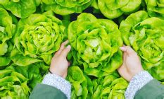 Buy Propylene Glycol Online at Best Price in India | Bulk Manufacturer ...