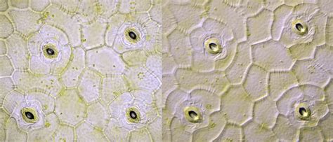 What Do Zebrina Plant Cells Look Like Under The Microscope - Infoupdate.org
