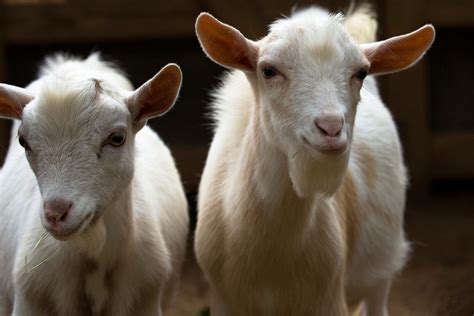Nigerian Dwarf Goat - Zoo Atlanta