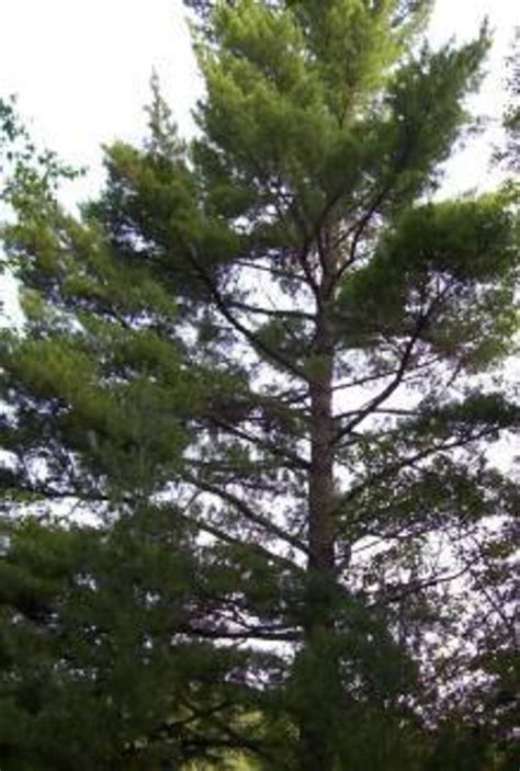 Image result for CT Pine Tree