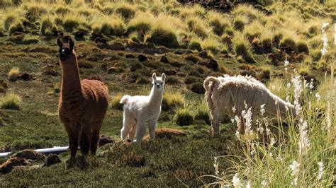 Free picture: The llama (Lama glama) a domesticated South American ...