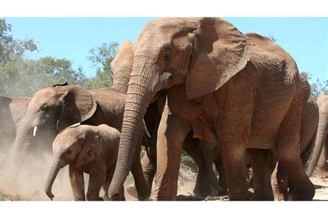 How the American Mastodon Thrived Before the Ice Age - Animals Around The Globe